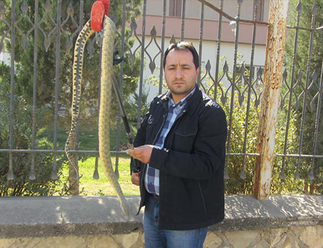 Büyükşehir’den Sürüngenlerle Mücadele