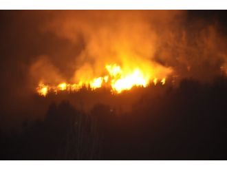 Ormanlık alan alev alev yandı