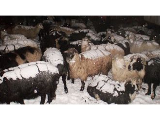 Çobanlar ve sürüleri kurtarıldı