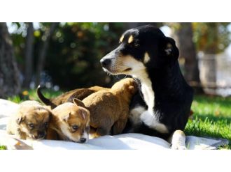 2 saatlik operasyonla yaşama tutundu