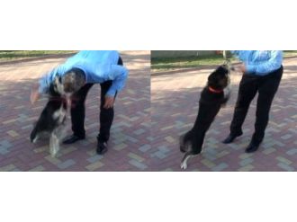 Köpek, belediye başkanına böyle saldırdı