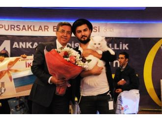 Ankara en güzel kedisini seçti