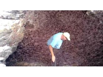 Bir anda her yeri sardılar !