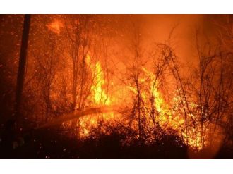 250 hektar ormanlık alan yandı