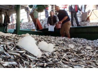 Hamsi ihracatında dev artış