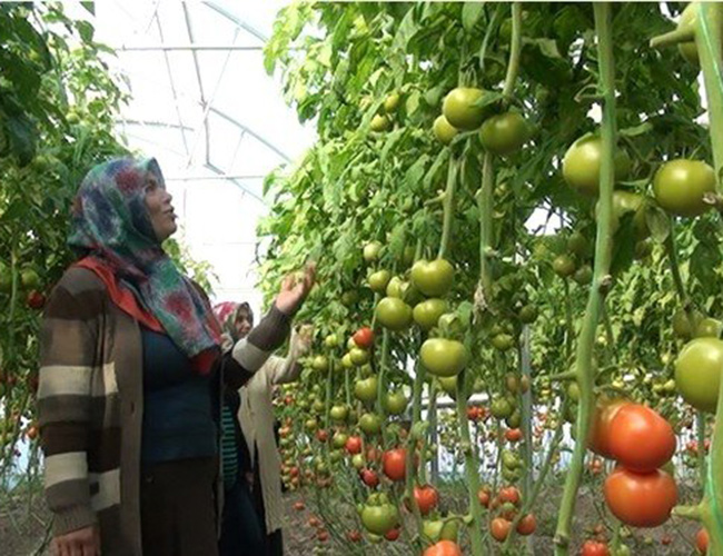 Köyünde Sera Kurdu, Köylüye Örnek Oldu