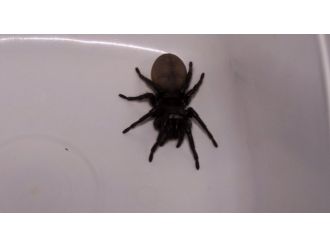 Örümcek öldürüyordu, cinayet sandılar