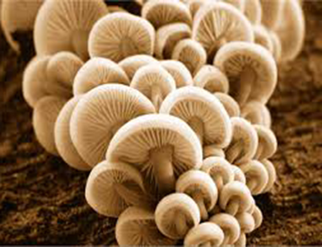 Mantar Zehirlenmelerine Dikkat