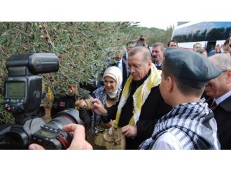 Erdoğan ve eşi zeytin topladı