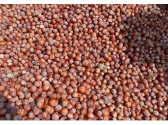 Rusya krizi fındık fiyatlarını da vurdu