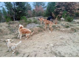 Bunun adı vicdansızlık