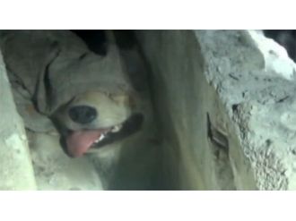 Kanalizasyona sıkışan köpek için seferber oldular