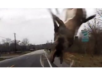 Yaban geyiği havada taklalar attı !