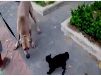 Yavrusunu köpeğin pençesinden böyle kurtardı!