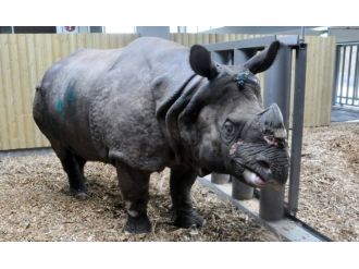Türkiye’nin ilk gergedanı Samir’e yoğun ilgi