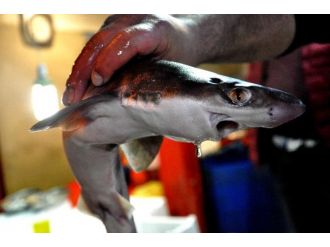 Hamsinin peşine takıldı, balıkçılara avlandı