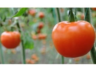 Kasım’da zam şampiyonu domates oldu