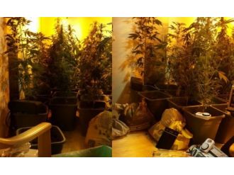 Evde uyuşturucu yetiştiren öğretmenler yakalandı