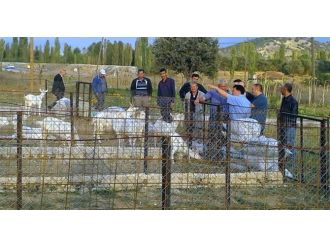 Kütahya’nın ’eğitimli’ çobanları... Önce eğitime sonra teknik geziye