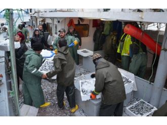 Balıkçıların yüzü gülüyor