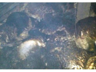 Ahır yangınında 161 hayvan telef oldu