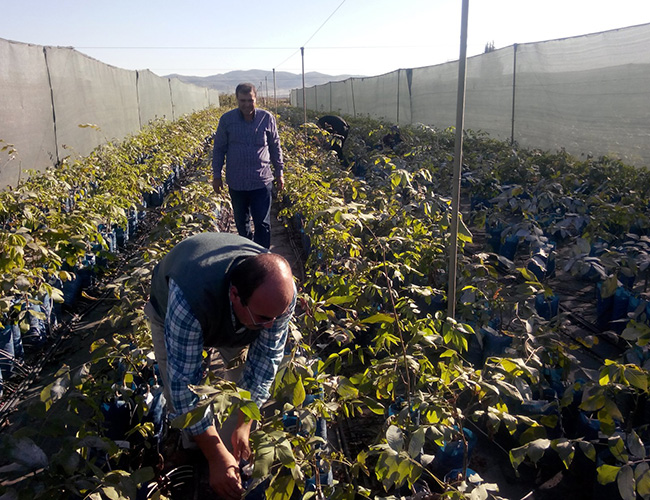 Andırının En Büyük Kapama Ceviz Bahçesi Kuruluyor