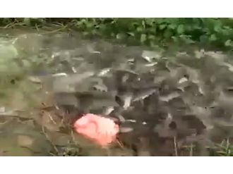 Piranalar çıldırdı !