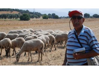 Çoban ihtiyacı için ’100 bin Suriyeli’ önerisi