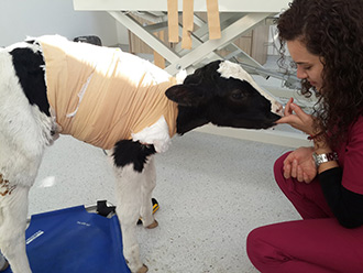 ​6 Bacaklı Buzağıya 4 Saat Süren Başarılı Operasyon