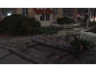 Yılbaşı için çam ağaçlarını kestiler