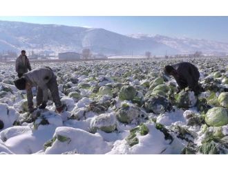 Lahanalar kar altında kaldı