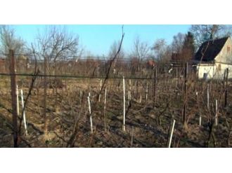 Kanuni Sultan Süleyman Türbesi bulundu