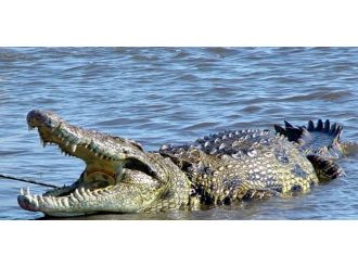 Göle saklanan şüpheliyi timsah yedi