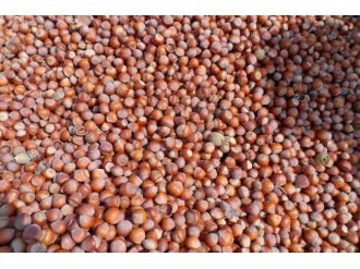 Fabrikadan 1.5 ton fındık çaldılar!