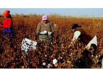 Iğdır’da 26 yıl sonra pamuk yetiştirildi