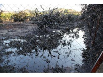 Bahçeyi petrol bastı!