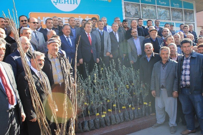 Zeytin Ve Ceviz Fidesi Dağıtıldı