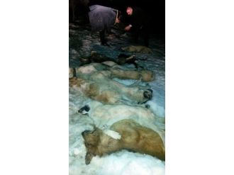 Köpekleri zehirleyip çöpe attılar