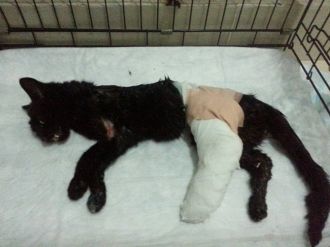 Minik hayvan için seferber oldular