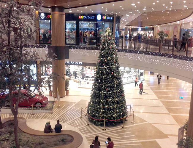 Dev Çam Ağaca Büyük İlgi