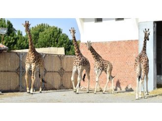 Zürafa Zarife’nin yalnızlığı sona erdi