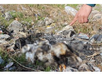 Bunu yapanlar insan olamaz!