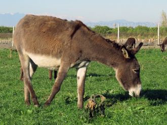 Kanser hastaları için eşek çiftliği kurdu