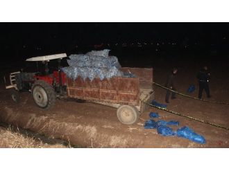 Patates ekerken öldürüldü