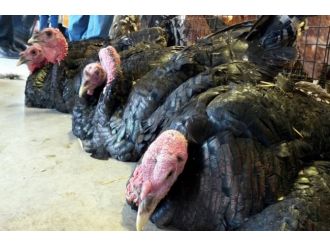 Fiyatı yarı yarıya düşen hindi elde kaldı