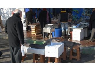 Hamsi ağlarından köpek balığı çıktı