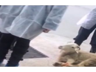 Veterinerlik fakültesini bastılar!