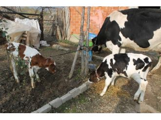 Bu milyonda bir kez oldu hem de Türkiye’de...
