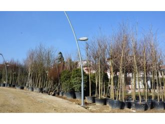 Büyükçekmece’de ağaç dikmeyenin nikahı kıyılmayacak