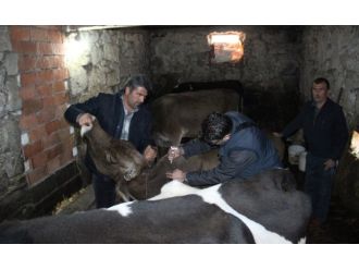 Zonguldak’ta yeni bir şap türüne rastlandı